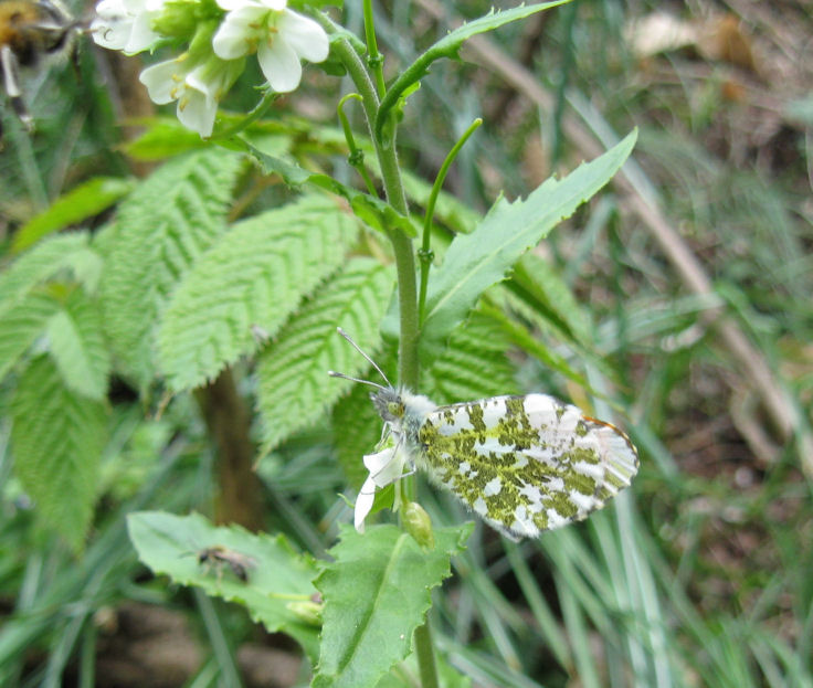 Anthocharis cardamines